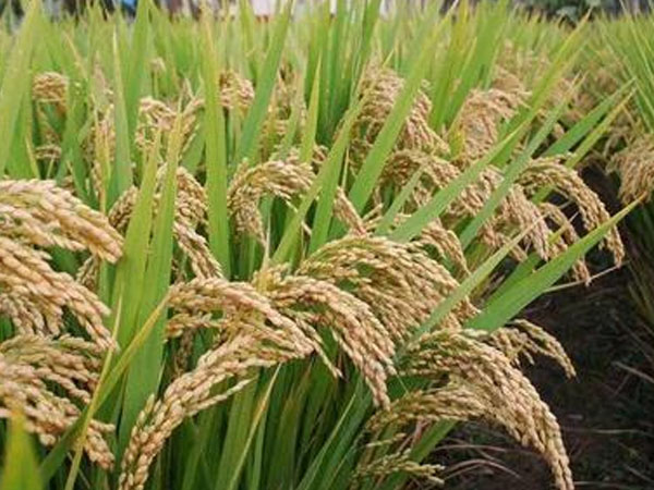 42.5萬畝稻田、1300余臺(tái)收割機(jī)&hellip;&hellip;豐收！熱，并快樂著