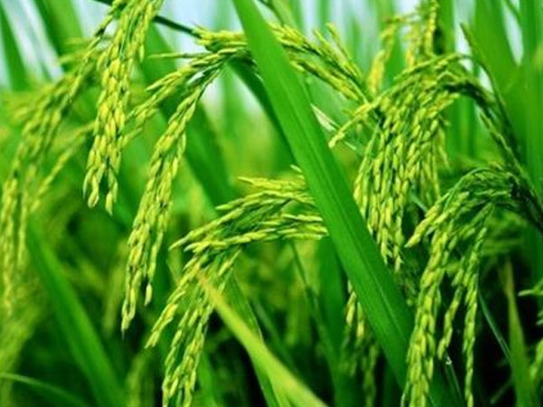 華南農(nóng)業(yè)大學(xué)水稻無人農(nóng)場(chǎng)產(chǎn)出大米，畝產(chǎn)558.6公斤
